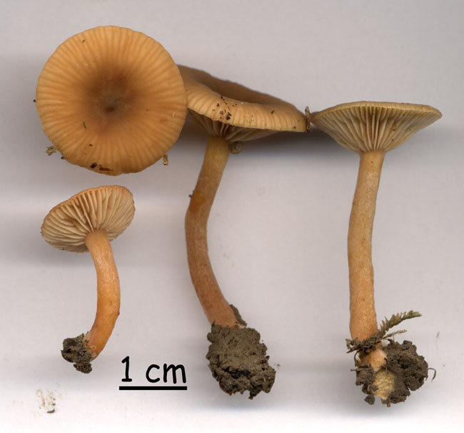 Lactarius obscuratus